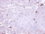 AOC3 Antibody in Immunohistochemistry (Paraffin) (IHC (P))