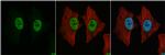 NONO Antibody in Immunocytochemistry (ICC/IF)