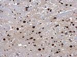 NONO Antibody in Immunohistochemistry (Paraffin) (IHC (P))