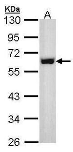 NONO Antibody in Western Blot (WB)