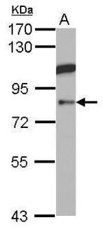 KAO Antibody in Western Blot (WB)