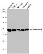 HSP90 beta Antibody in Western Blot (WB)