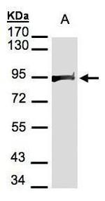 HSP90 beta Antibody in Western Blot (WB)