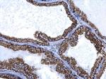 ALDH2 Antibody in Immunohistochemistry (Paraffin) (IHC (P))