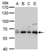 CPNE1 Antibody in Western Blot (WB)