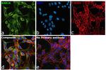 RAB1A Antibody in Immunocytochemistry (ICC/IF)