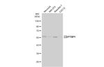 hnRNP A1 Antibody in Western Blot (WB)