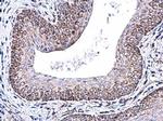 COX5A Antibody in Immunohistochemistry (Paraffin) (IHC (P))