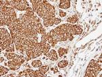 COX5A Antibody in Immunohistochemistry (Paraffin) (IHC (P))