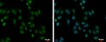 PABPN1 Antibody in Immunocytochemistry (ICC/IF)