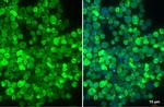 IBA1 Antibody in Immunocytochemistry (ICC/IF)