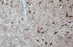 IBA1 Antibody in Immunohistochemistry (Paraffin) (IHC (P))