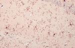 IBA1 Antibody in Immunohistochemistry (Paraffin) (IHC (P))