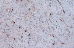 IBA1 Antibody in Immunohistochemistry (Paraffin) (IHC (P))