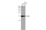 IBA1 Antibody in Western Blot (WB)