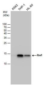 IBA1 Antibody in Western Blot (WB)