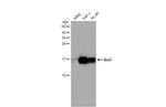 IBA1 Antibody in Western Blot (WB)