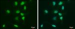 OCT4 Antibody in Immunocytochemistry (ICC/IF)