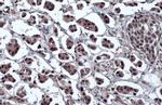 OCT4 Antibody in Immunohistochemistry (Paraffin) (IHC (P))