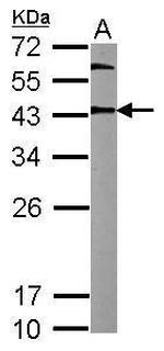 OCT4 Antibody in Western Blot (WB)