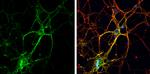 GAP43 Antibody in Immunocytochemistry (ICC/IF)