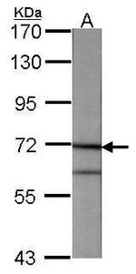 Annexin A6 Antibody in Western Blot (WB)