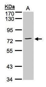 Annexin A6 Antibody in Western Blot (WB)