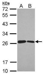 BUD31 Antibody in Western Blot (WB)