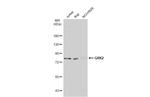 GRK2 Antibody in Western Blot (WB)