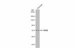 SDHA Antibody in Western Blot (WB)