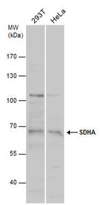 SDHA Antibody in Western Blot (WB)