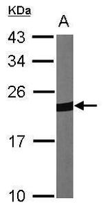 PRDX1 Antibody in Western Blot (WB)