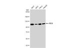 HGS Antibody in Western Blot (WB)