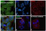 IFITM1 Antibody in Immunocytochemistry (ICC/IF)