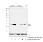 IFITM1 Antibody in Western Blot (WB)