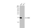 IFITM1 Antibody in Western Blot (WB)