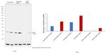 IFITM1 Antibody in Western Blot (WB)