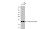 Ferritin Heavy Chain Antibody in Western Blot (WB)