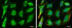 Ferritin Heavy Chain Antibody in Immunocytochemistry (ICC/IF)