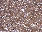 Ferritin Heavy Chain Antibody in Immunohistochemistry (Paraffin) (IHC (P))