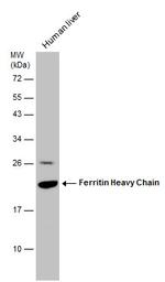 Ferritin Heavy Chain Antibody in Western Blot (WB)