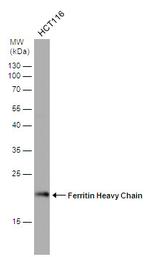 Ferritin Heavy Chain Antibody in Western Blot (WB)