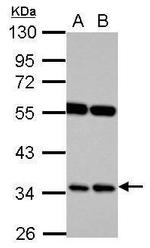 RASSF7 Antibody in Western Blot (WB)