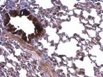 ATP5A1 Antibody in Immunohistochemistry (Paraffin) (IHC (P))