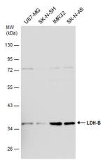 LDHB Antibody in Western Blot (WB)