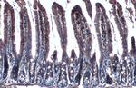 Creatine Kinase BB Antibody in Immunohistochemistry (Paraffin) (IHC (P))