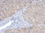 Creatine Kinase BB Antibody in Immunohistochemistry (Paraffin) (IHC (P))