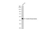 Creatine Kinase BB Antibody in Western Blot (WB)