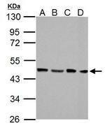 FEN1 Antibody in Western Blot (WB)