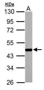 FEN1 Antibody in Western Blot (WB)